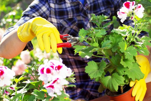 Professional gardener trimming a hedge in Vauxhall