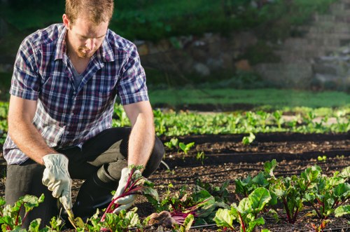 A man wearing a plaid shirt and gloves is kneeling in a well-maintained garden, harvesting or tending to fresh leafy vegetables such as beetroot or chard, with vibrant green and purple leaves. The garden features neatly arranged beds with dark, rich soil and a variety of green foliage, bordered by a lush, green hedge or shrubs in the background. The outdoor space appears bright and sunny, indicating good weather, and the scene is set in a tidy, professionally maintained garden that could be part of a residential property or community green space in Vauxhall, South London. The image reflects expertise in gardening and outdoor maintenance, aligning with services such as lawn care, planting, and landscape management provided by Lawn Mowing Vauxhall.